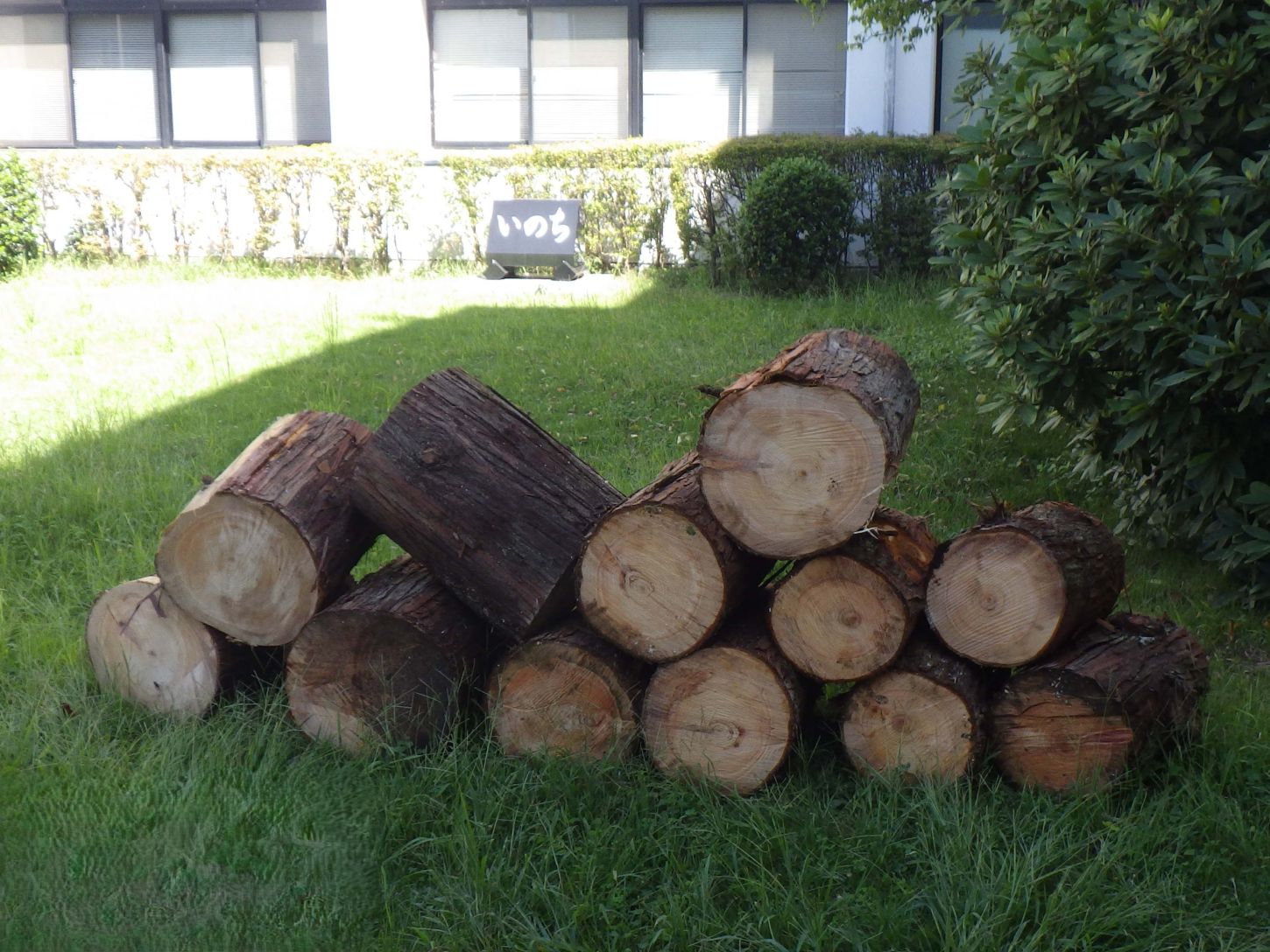 加工された丸太